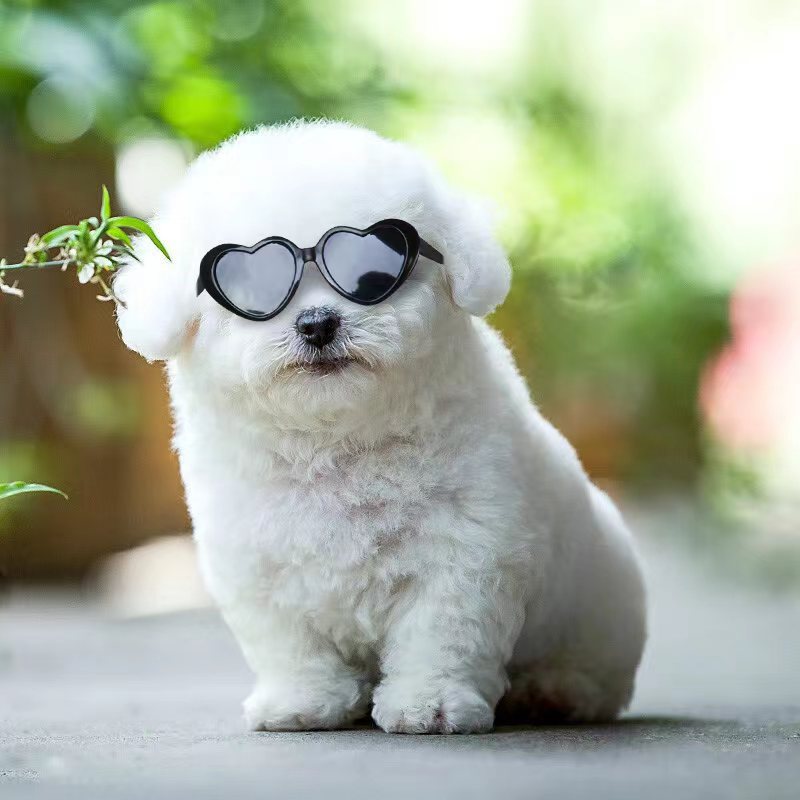 Sunglasses Pet Accessories