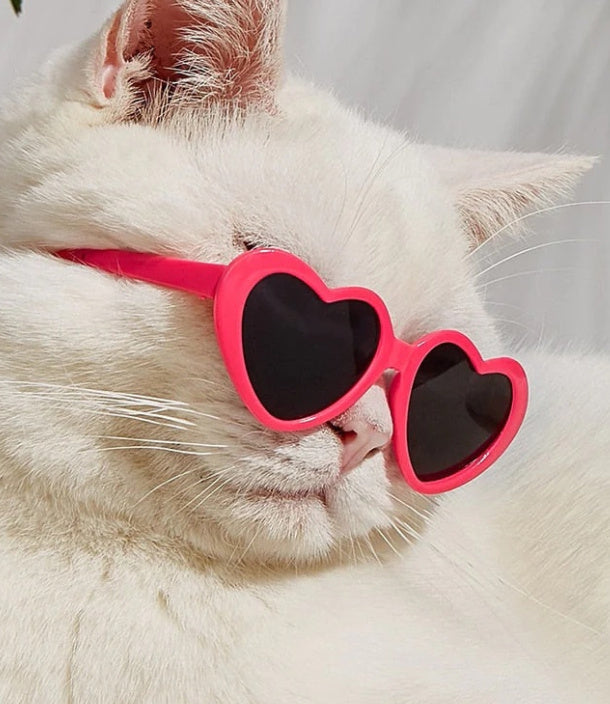 Sunglasses Pet Accessories