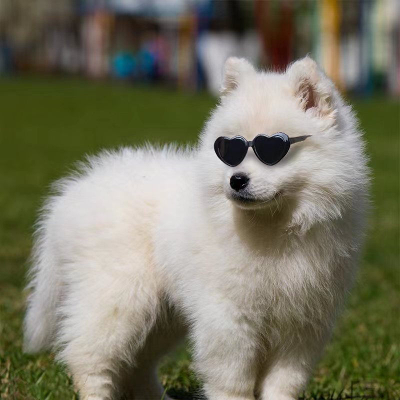 Sunglasses Pet Accessories